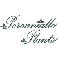 Perennialle Plants