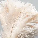 FeatherDusterCream-633.webp
