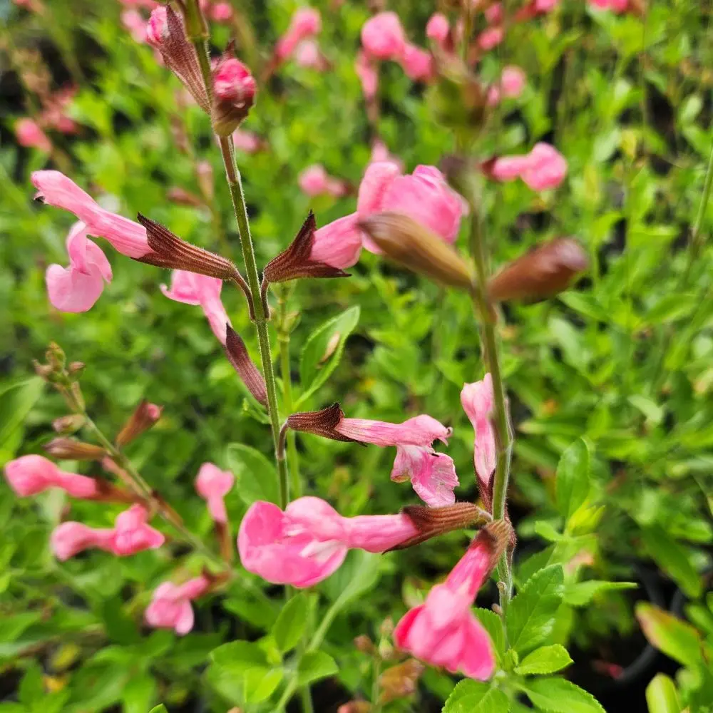 Pink Ribambelle.webp