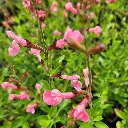 Pink Ribambelle.webp