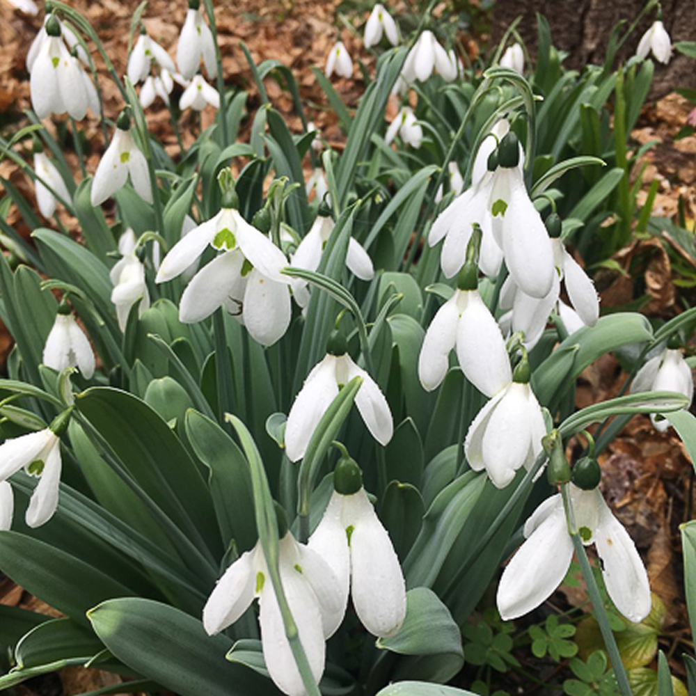 Galanthus elwessii 'True Snowdrops'