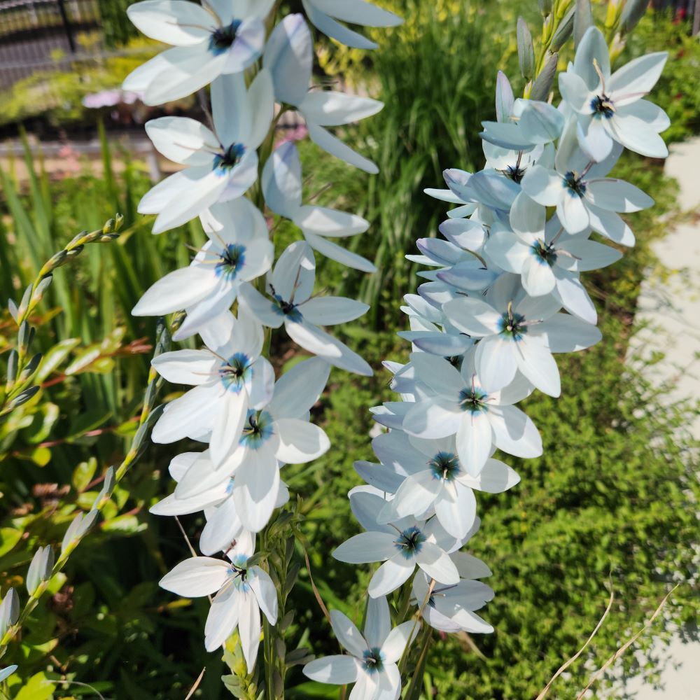 Ixia viridiflora var. amethystina - Duck Egg Blue Ixia