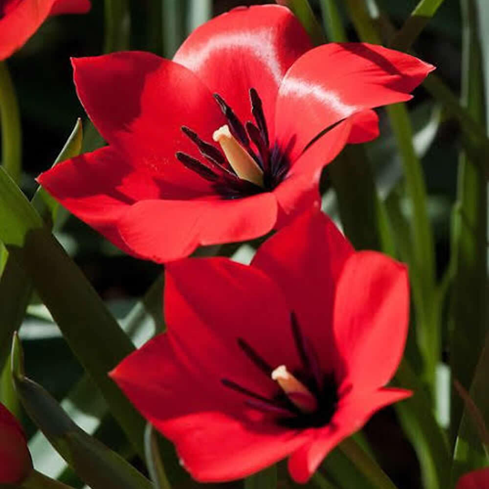 Tulipa batalinii var. 'Red Hunter' -  Species Tulip