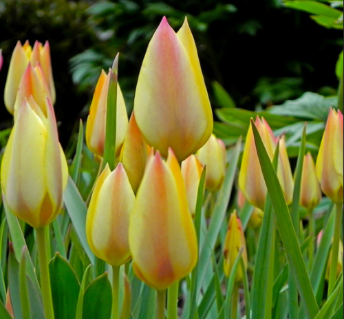 Tulipa batalinii var. 'Honky Tonk' -  Species Tulip