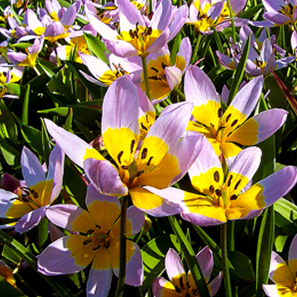 Tulipa saxatilus - Naturalising Species Tulip