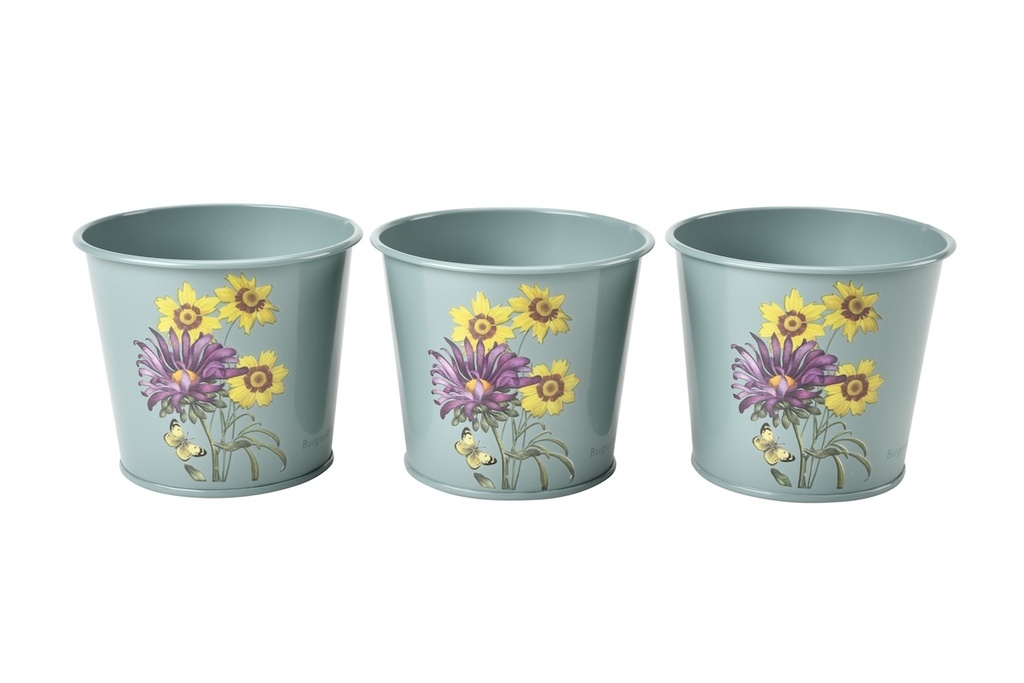 RHS Asteraceae Gift Herb Pots
