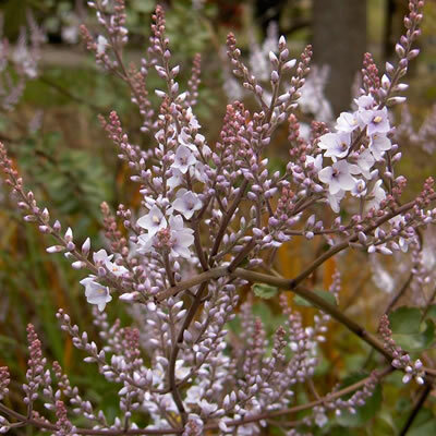 Heliohebe hulkeana - New Zealand Lilac