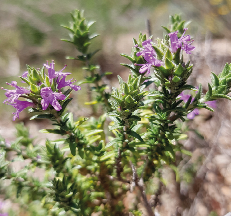 Coridothymus capitatus - Mediterranean Wild Thyme