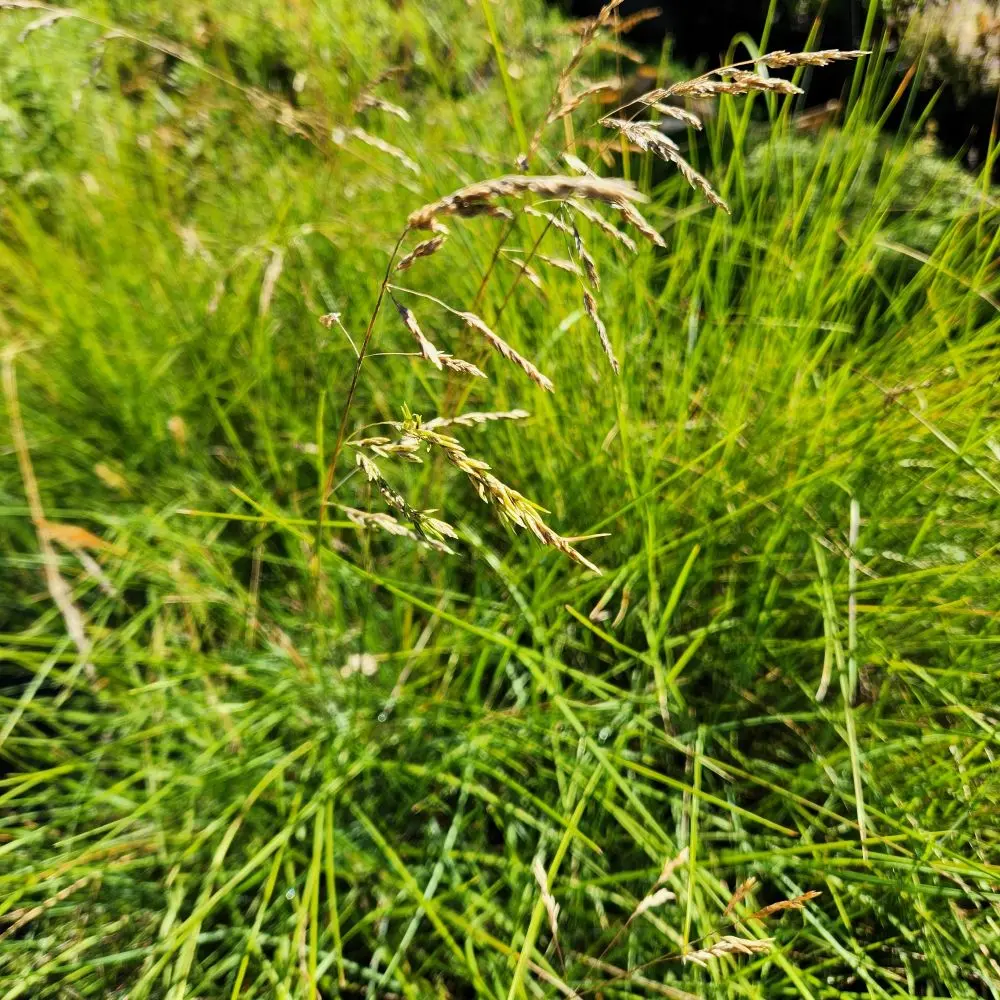 Poa labillardierei