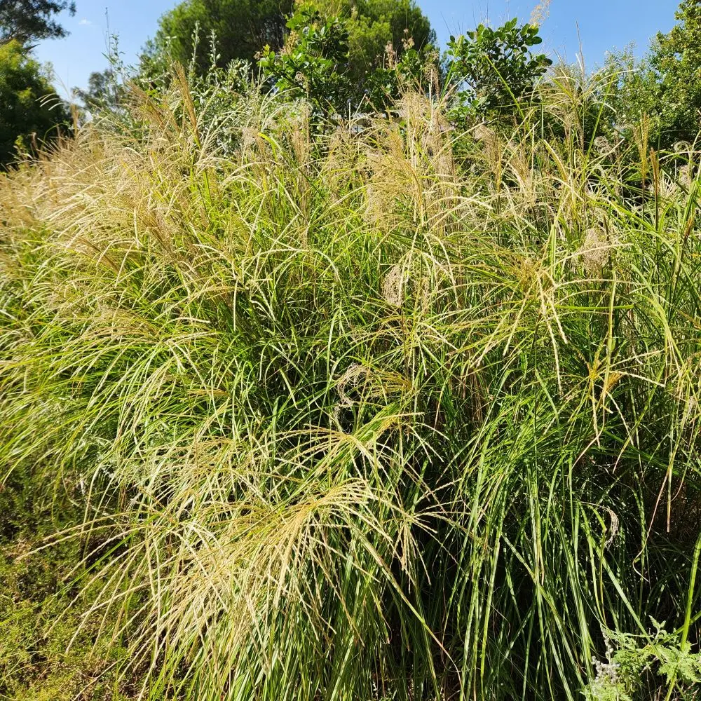 Miscanthus sinensis 'Sarabande'