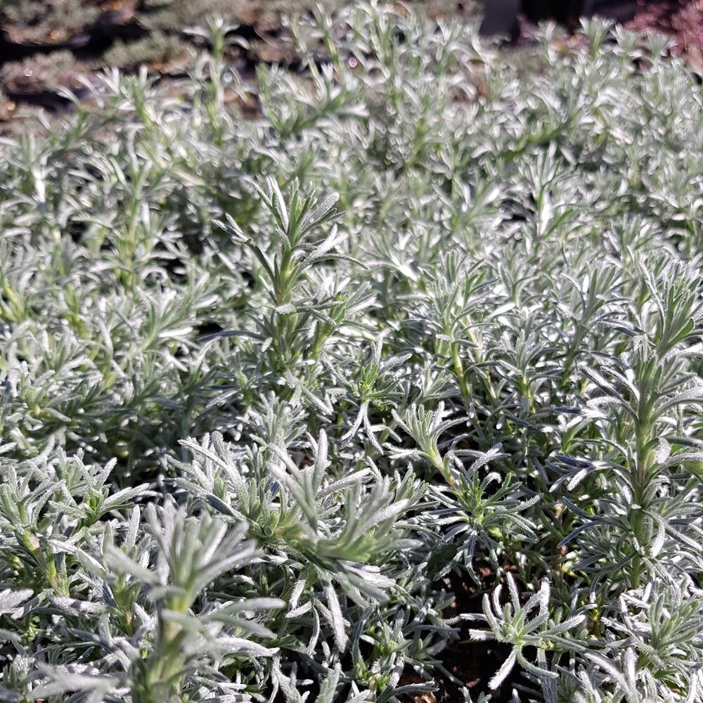 Eumorphia prostrata