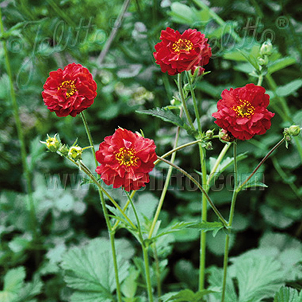 Geum chiloense 'Mrs Bradshaw' ('Feurball')