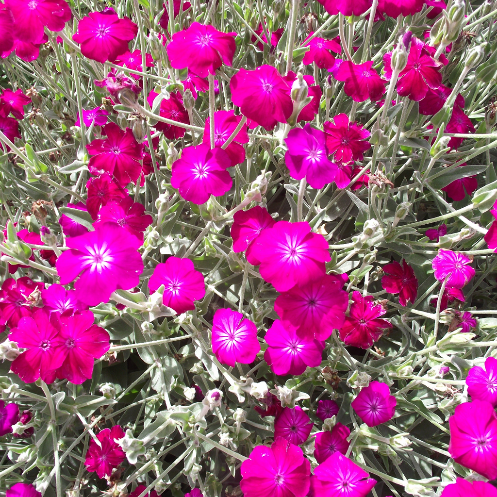 Lychnis coronaria (Silene coronaria) - Rose Campion