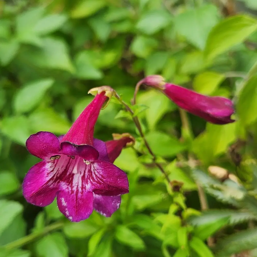 Penstemon 'Blackbird'