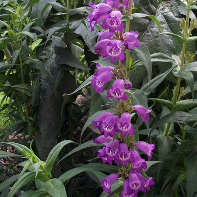 Penstemon 'Willy's Purple'
