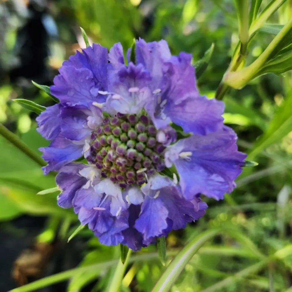 Scabiosa caucasica 'Fama Deep Blue'