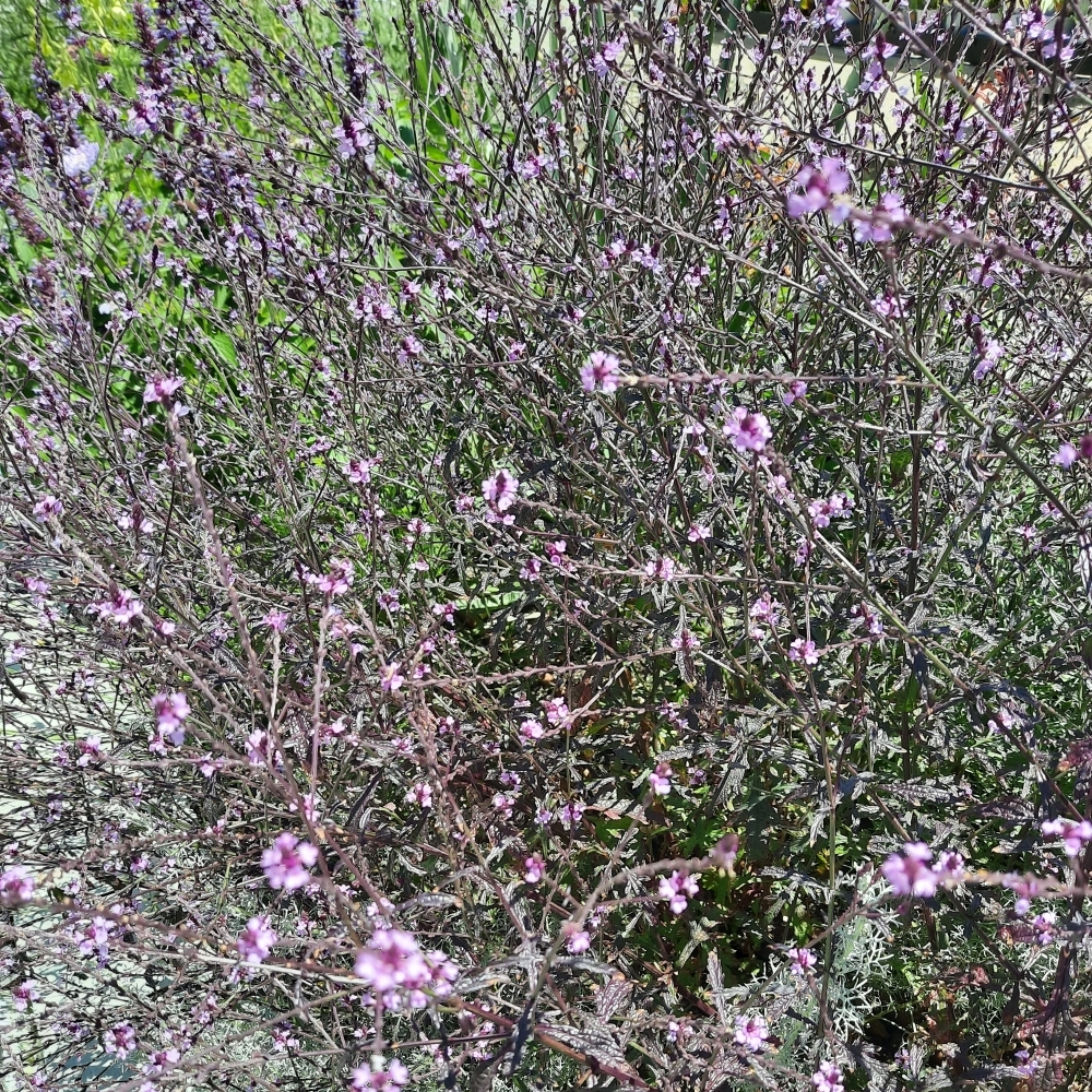 Verbena officinalis var. grandiflora 'Bampton'