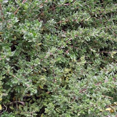 Thymus pulegioides - Turkey or Westmoreland Thyme