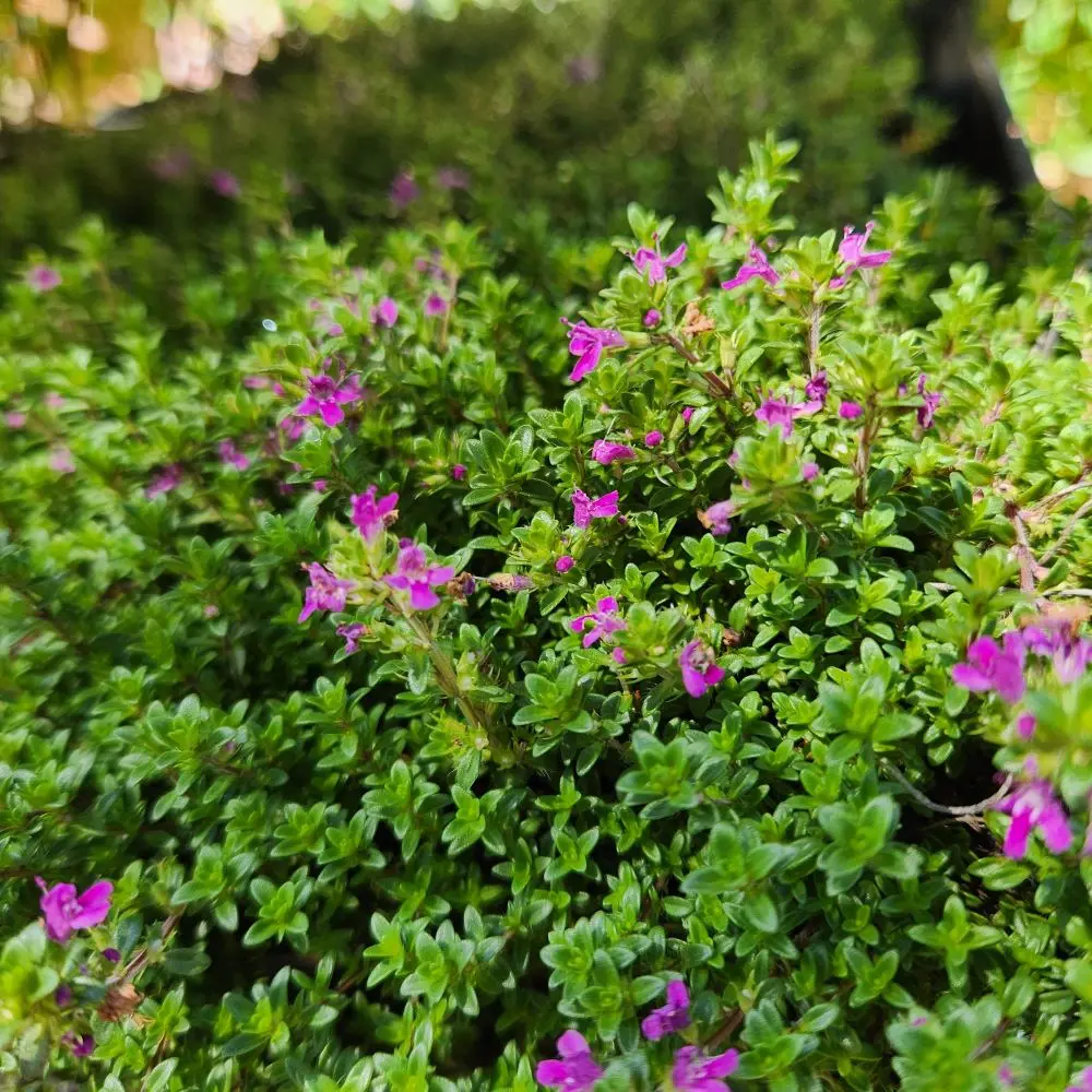 Thymus serpyllum coccineus - Red Creeping Thyme