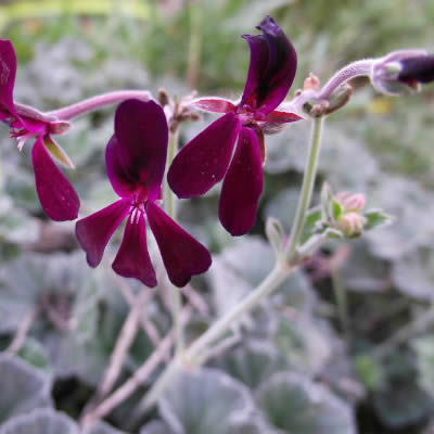 Pelargonium sidoidies