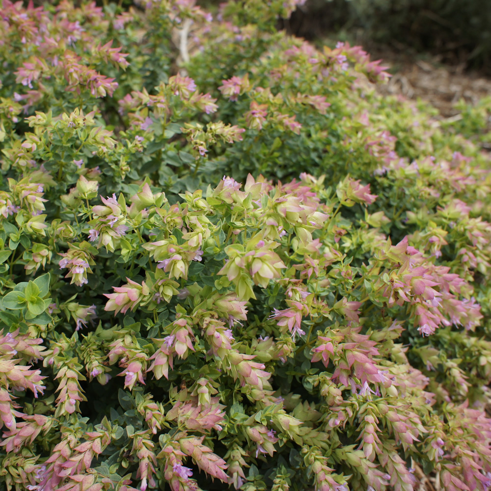 Origanum rotundifolium 'Dingle Fairy' Oregano