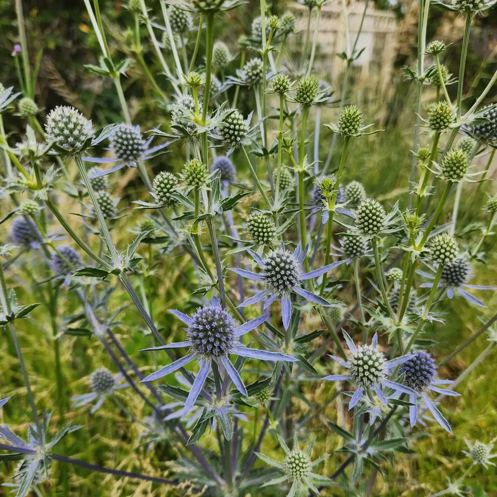 Eryngium planum 'Blaukappe'