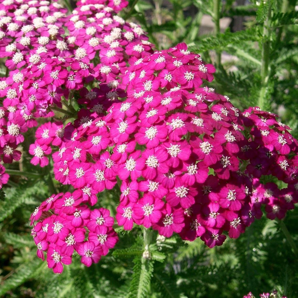 Achillea millefolium - 'Cerise Queen'