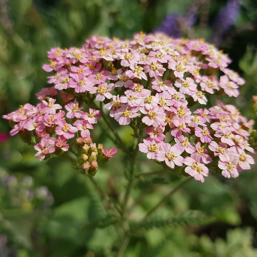 Achillea millefolium - Tordi