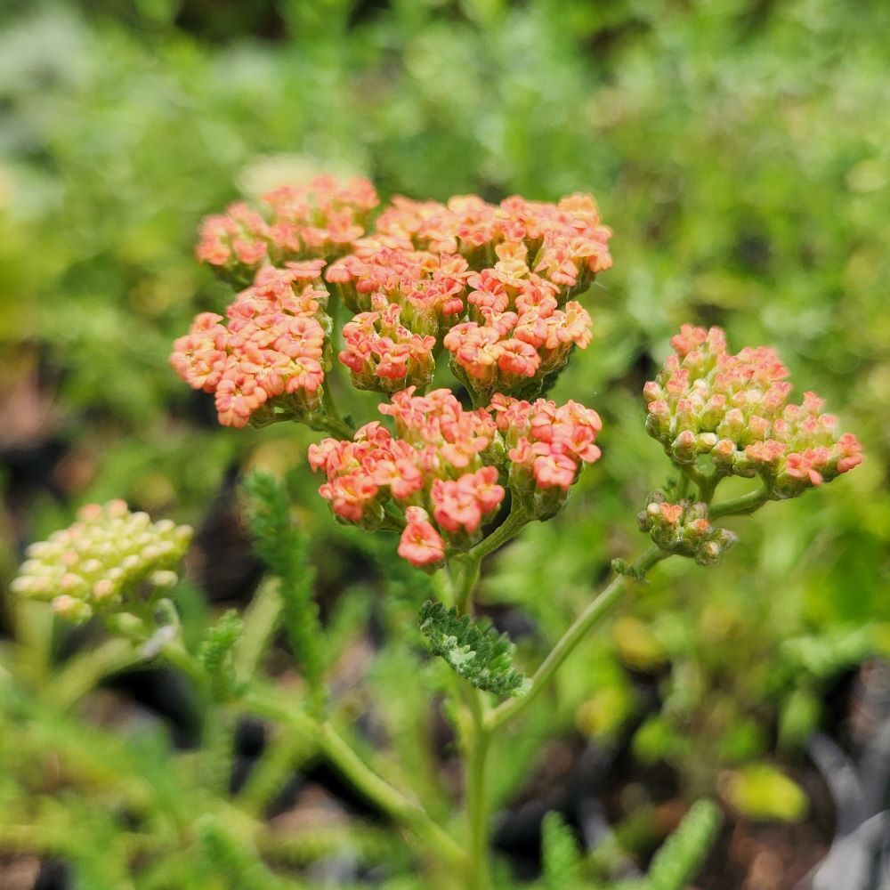 Achillea millefolium - Walther Funke