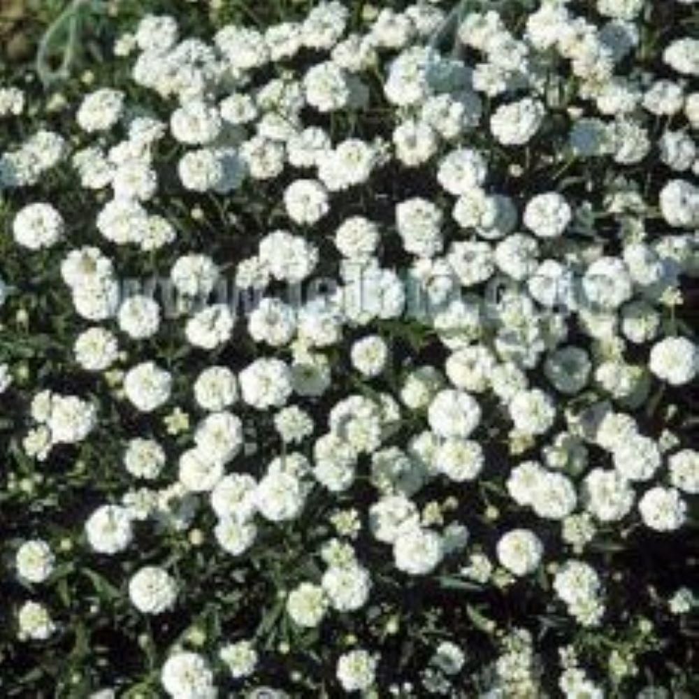 Achillea ptarmica - The Pearl
