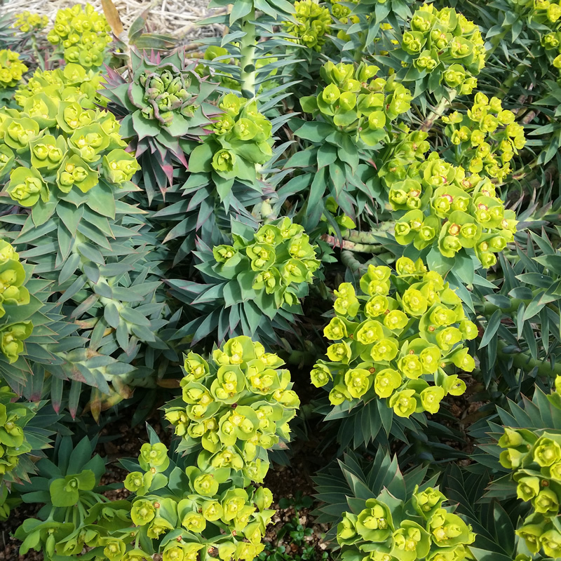Euphorbia rigida