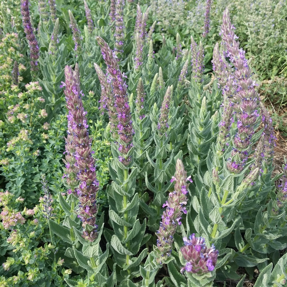 Nepeta tuberosa
