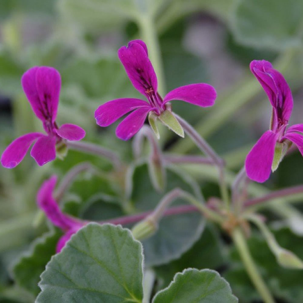 Pelargonium reniforme