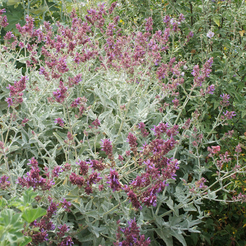 Salvia canariensis candidissima- 'Canary Islands Sage'
