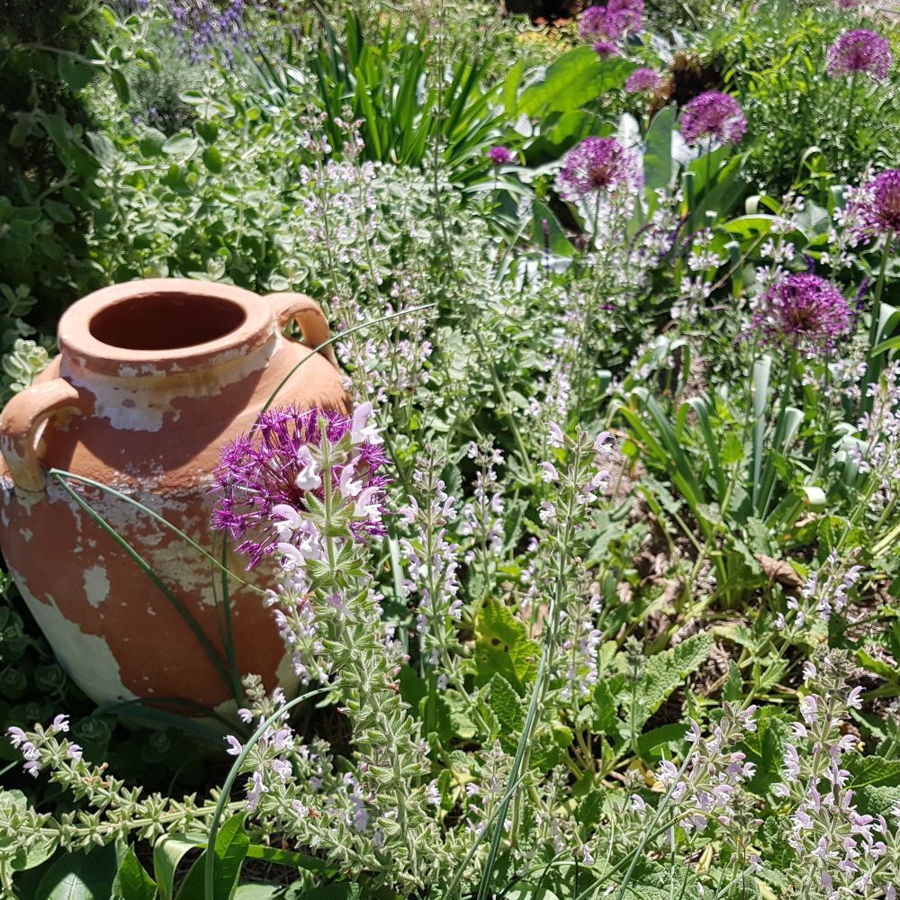 Salvia eigii