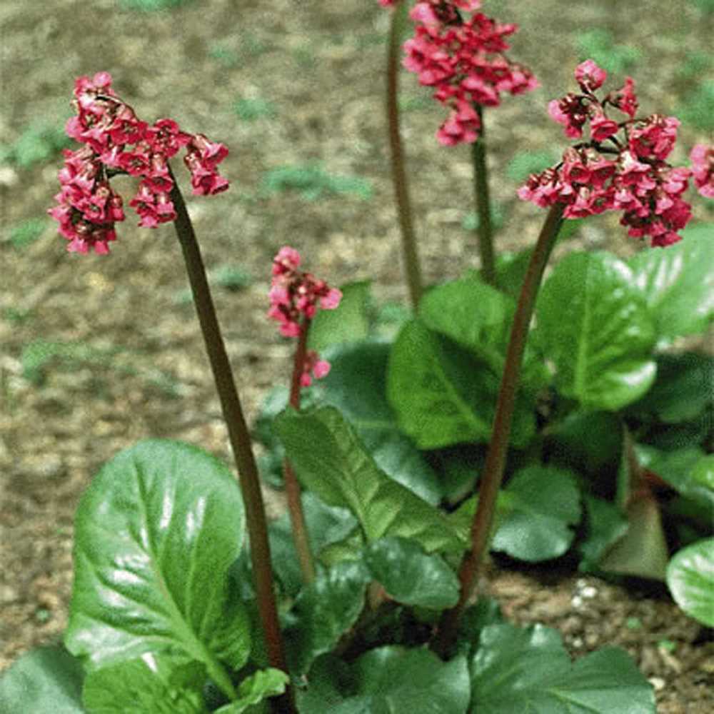 Bergenia cordifolia - 'Red Beauty'