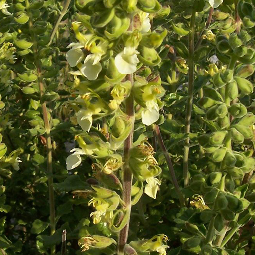 Teucrium flavum flavum- Yellow Germander