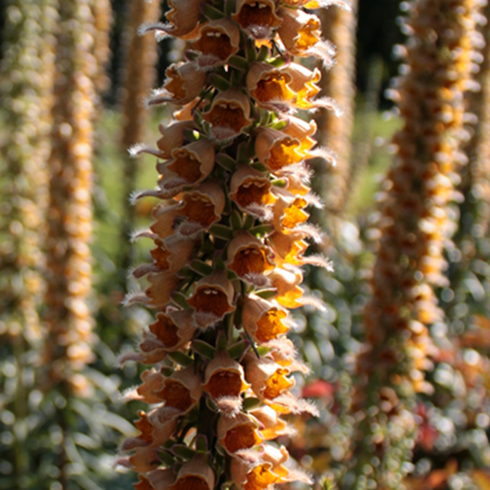 Digitalis ferruginea gigantea - Rusty Foxglove