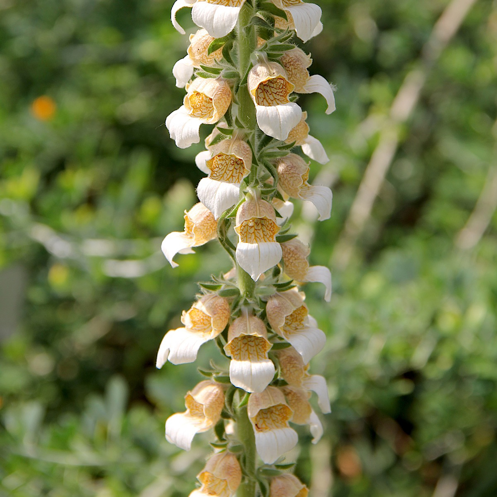 Digitalis trojana - Helen of Troy Foxglove