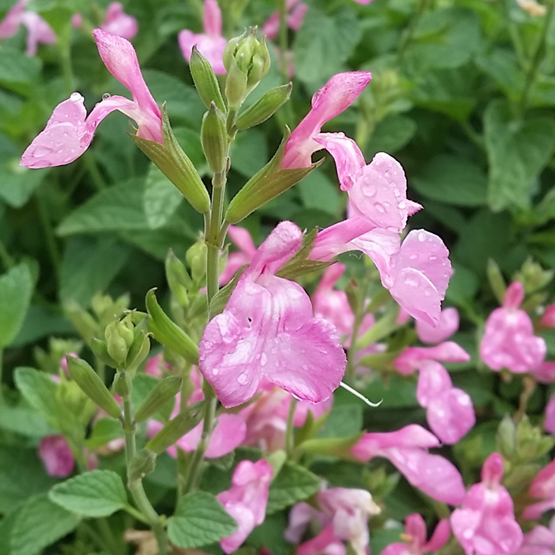 Salvia 'Musk Pink'