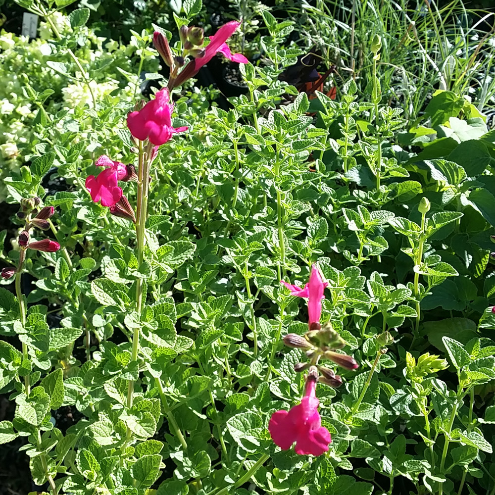 Salvia 'Penny's Smile'