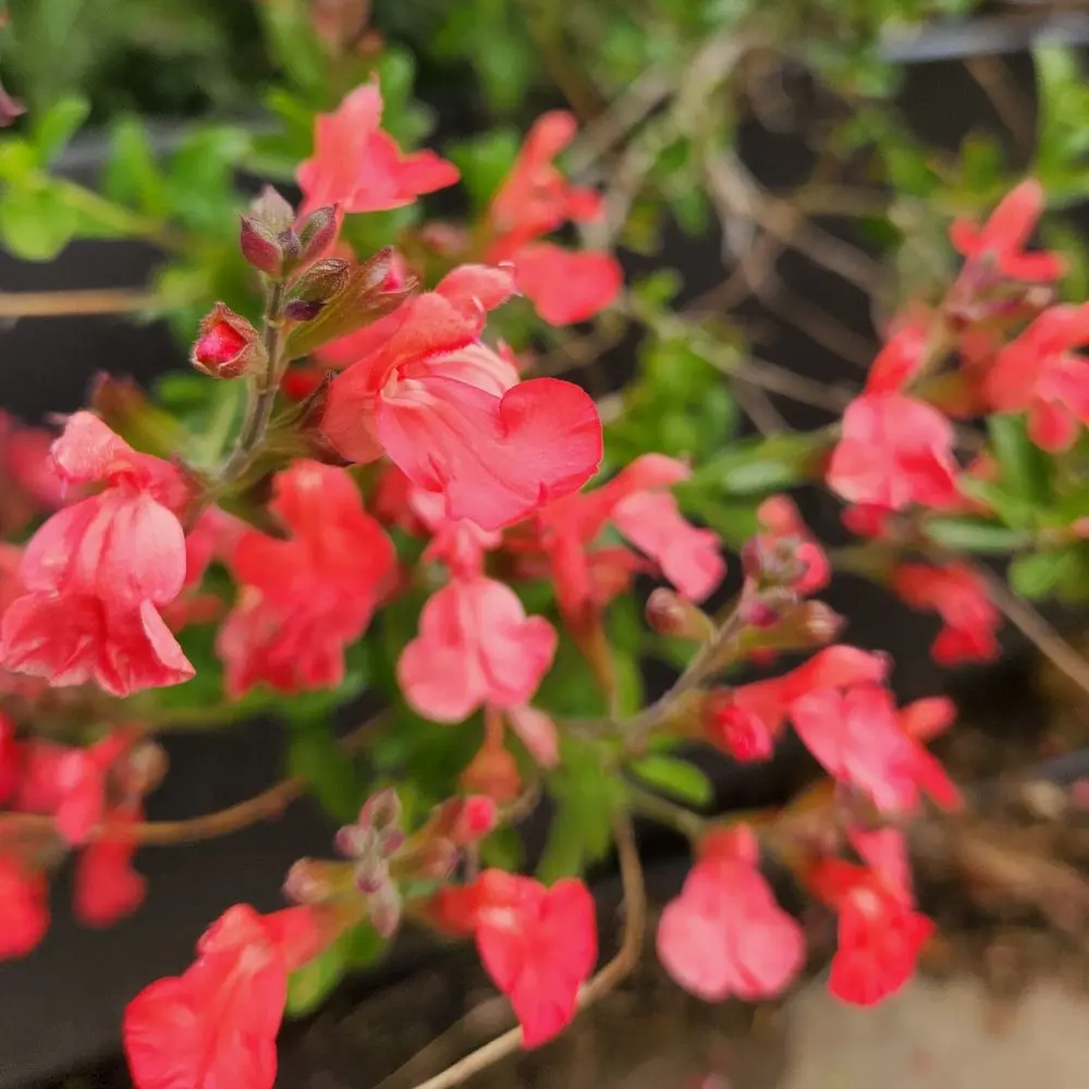 Salvia greggii - Tangerine
