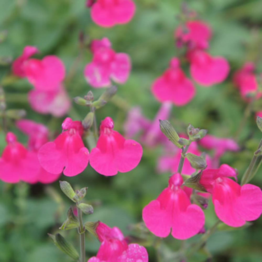 Salvia microphylla - 'Cyclamen'