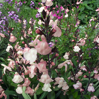 Salvia microphylla - Sensation