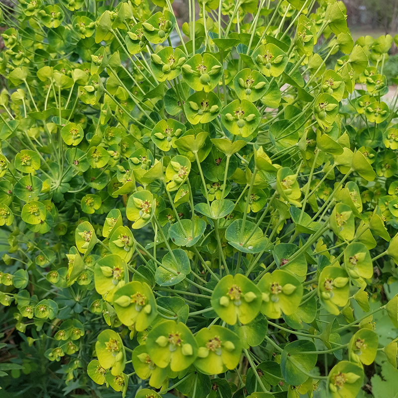 Euphorbia characias wulfenii