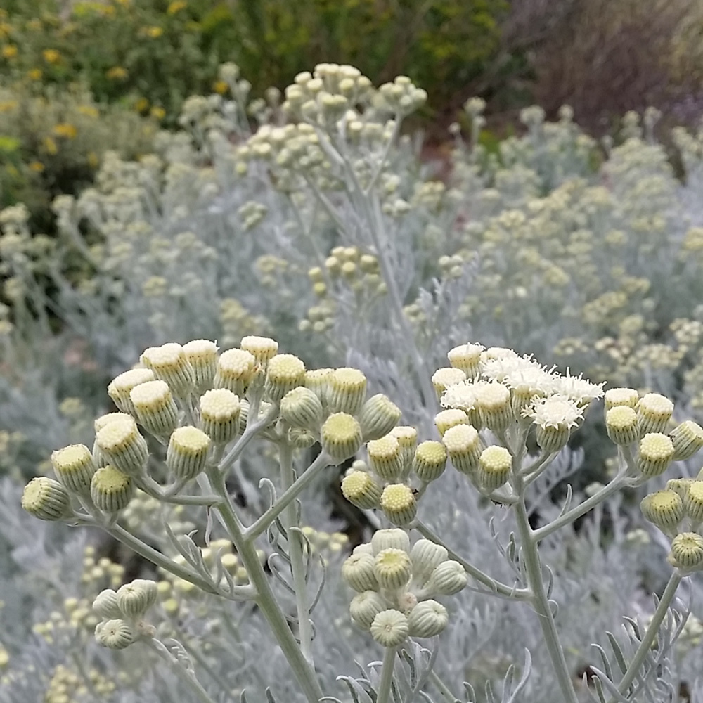 Senecio vira vira