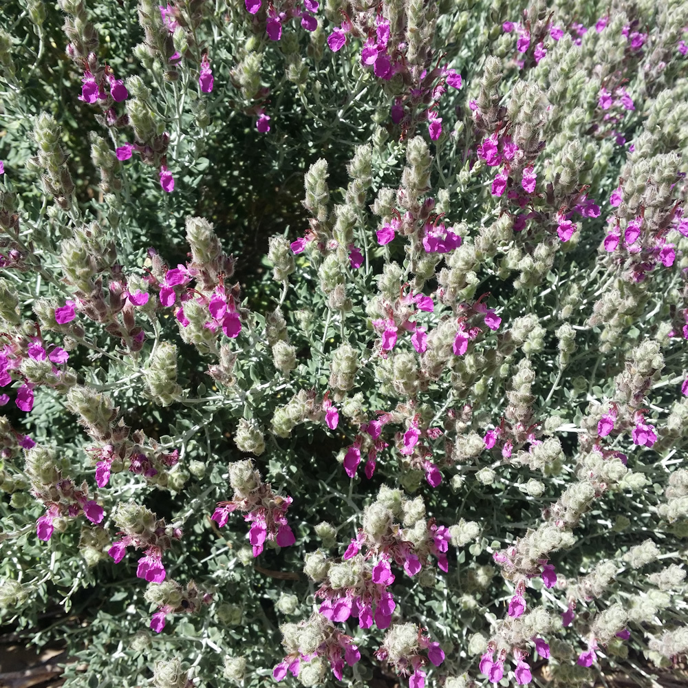 Teucrium marum ssp marum - Cat Thyme
