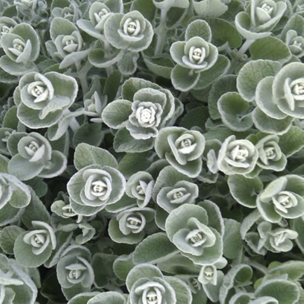 Ballota pseudodictamnus 'Nana'