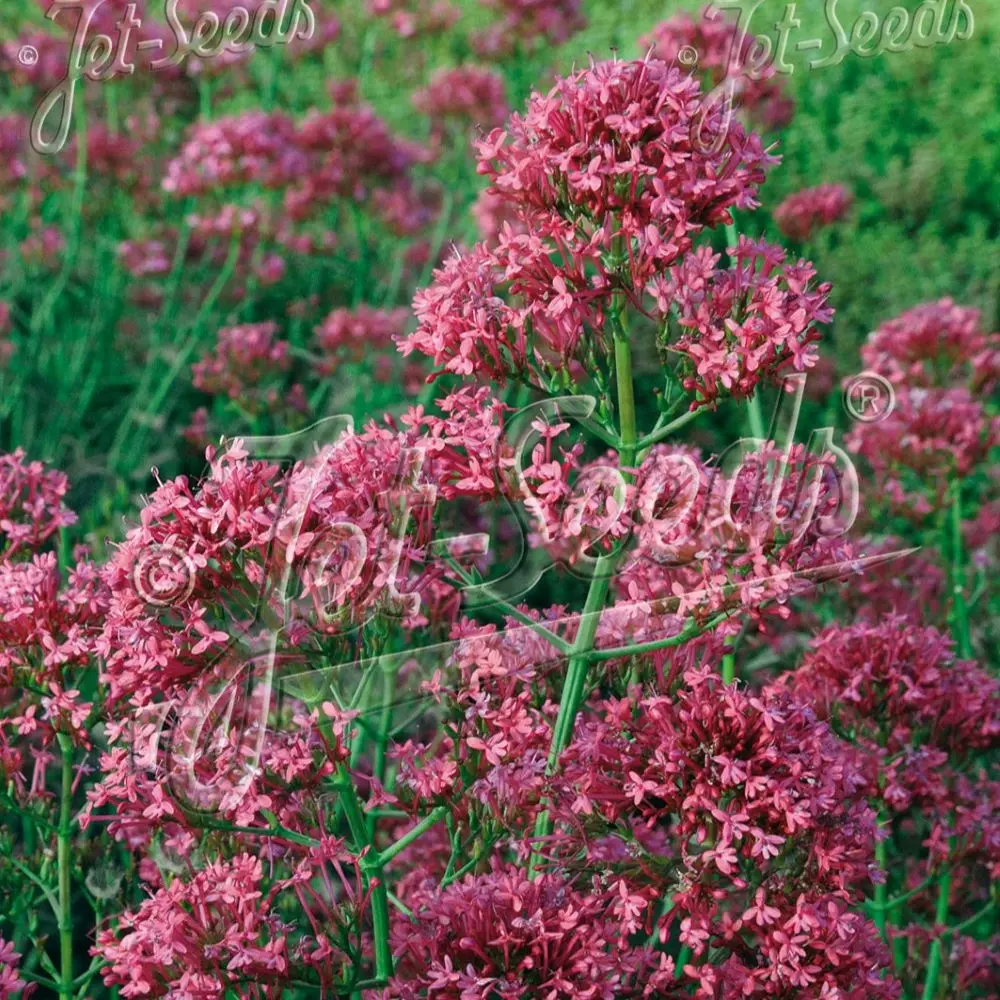 Centranthus ruber coccineus 'Rosenblot' - Red Valerian
