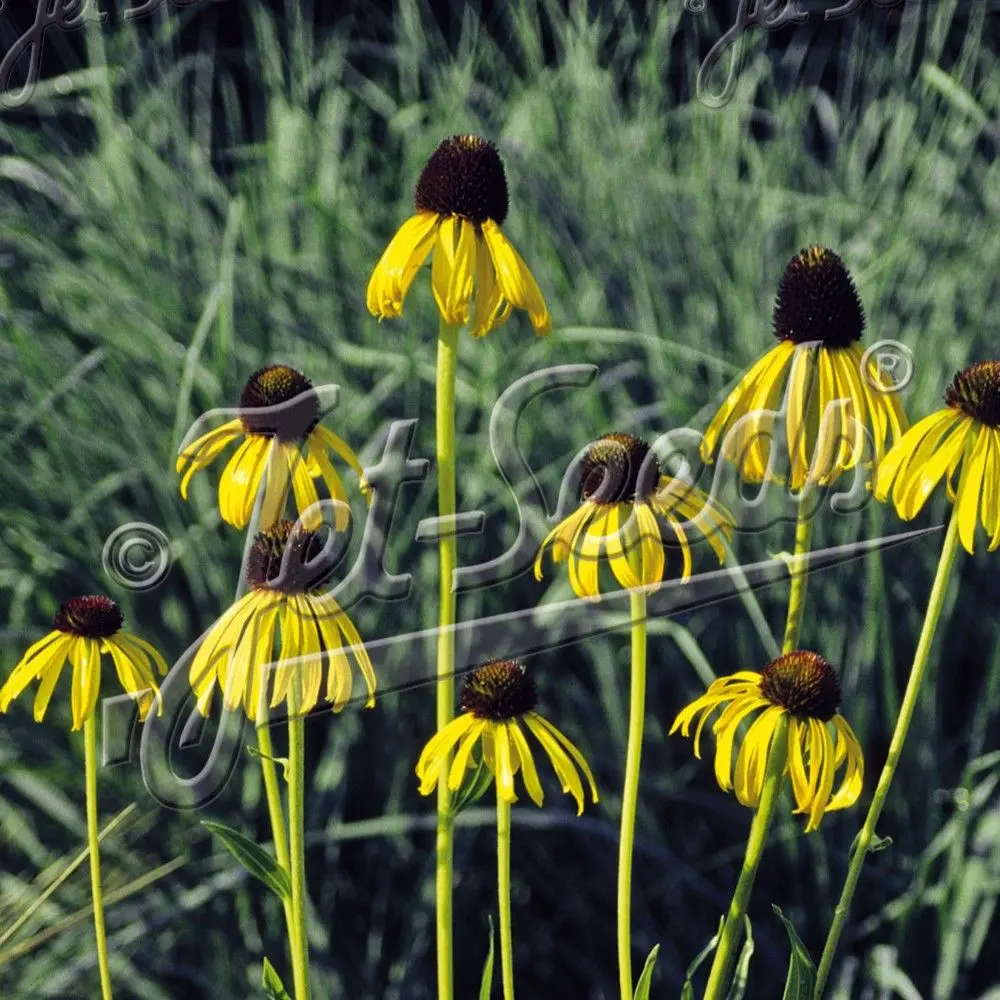 Echinacea paradoxa var paradoxa
